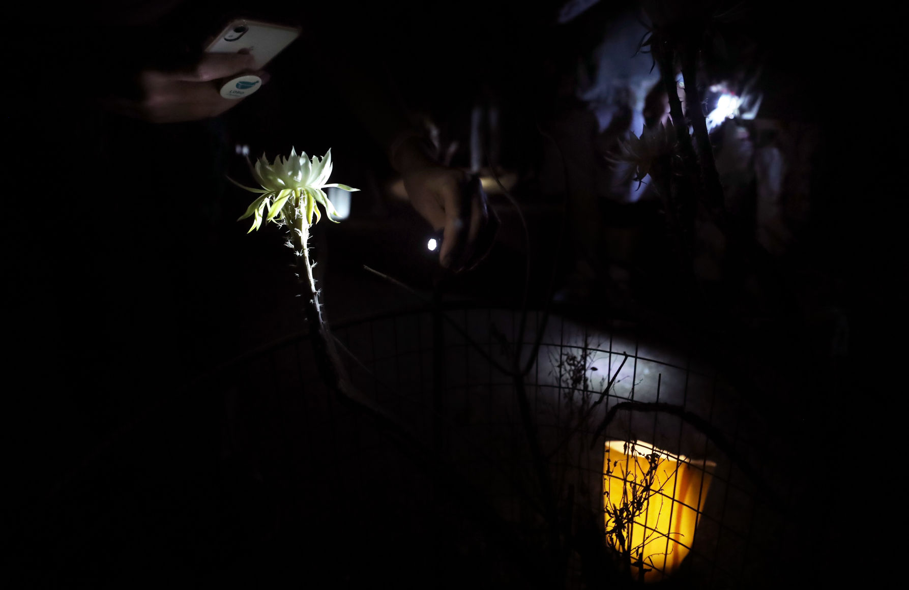 Bloom Night